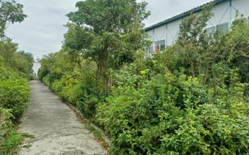 貴安新區(qū)臨時(shí)行政中心林（苗）木處置